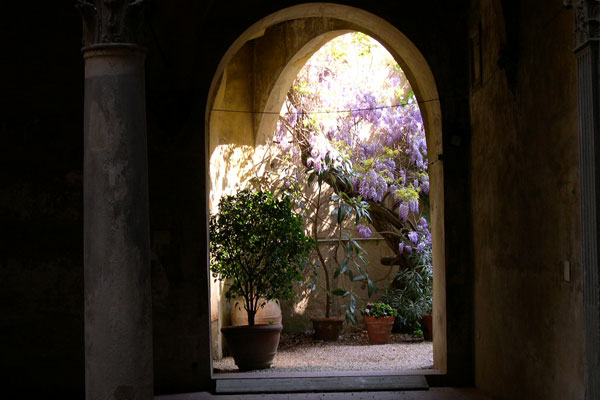 Glicine (600Wx400H) - Glicine (Wistaria) in an interior garden in the Santa Croce district...(Photo by Marco De La Pierre) 