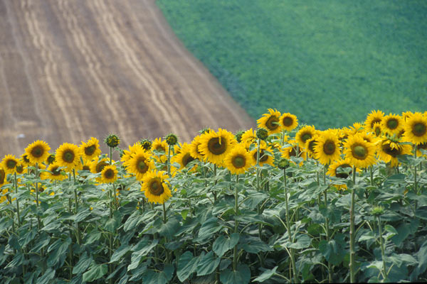 Girasoli Toscani (600Wx400H) - Girasoli, Tuscan sunflowers  (Photo Courtesy of <a href='http://www.studentsville.it' target='_blank'>studentsVille.it</a>) 