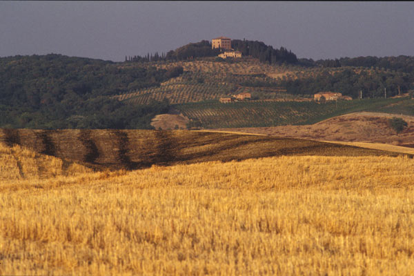 Golden Tuscany (600Wx400H) - Golden Tuscany (Photo Courtesy of <a href='http://www.studentsville.it' target='_blank'>studentsVille.it</a>) 