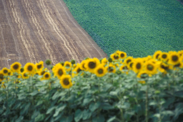 Girasoli (600Wx400H) - Girasoli, Sunflowers, tournesoleils...(Photo Courtesy of <a href='http://www.studentsville.it' target='_blank'>studentsVille.it</a>) 