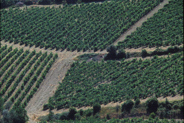 Tuscan Wineyards (600Wx400H) - Tuscan Wineyards on the Chianti region (Photo Courtesy of <a href='http://www.studentsville.it' target='_blank'>studentsVille.it</a>) 