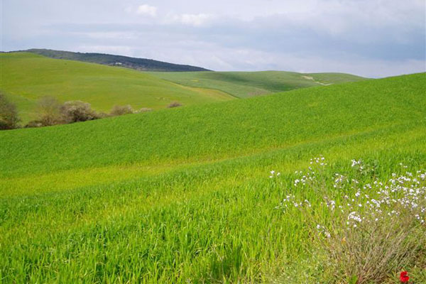 Meadows with Poppy (600Wx400H) - Meadows with poppy. Volterra area (Photo by Tommaso Oliviero Ciabini) 